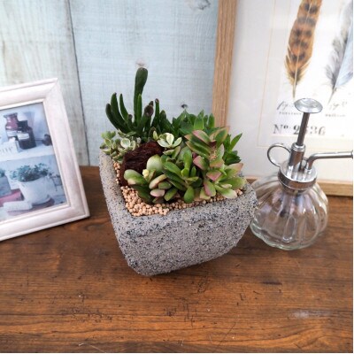 多肉植物ミックスセメントポット仕立て1個【配送不可地域：離島・沖縄県】