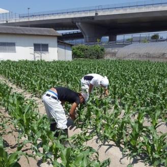 まるでフルーツ 村田農園のパールコーン 10本【大人気の白いとうもろこし(ホワイトコーン)】【配送不可地域：離島】