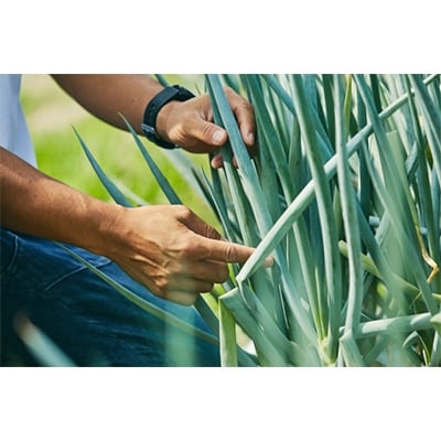 京都府産 【九条ねぎ】5kg【配送不可地域：離島・北海道・沖縄県・東北・九州】