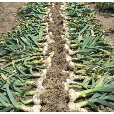 ジャンボニンニク　約1kg