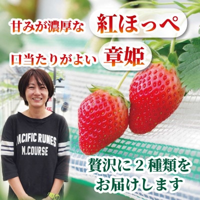 いちご 紅ほっぺ・章姫(2種合計 約500-600g) 1箱【配送不可地域：離島・北海道・沖縄県・東北】