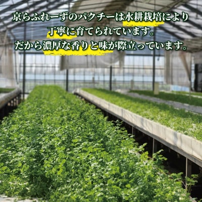 パクチー500g【配送不可地域：離島・北海道・沖縄県】