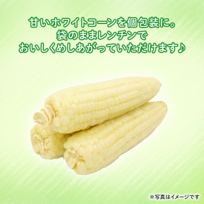 【訳あり】京都府産 白い とうもろこし　ホワイトコーン 10本 (個包装)