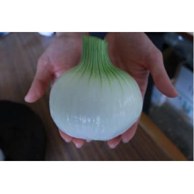 【訳アリ】たまねぎ 5kg　京都府久御山町産