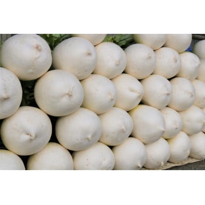 京都府久御山 聖護院大根(淀大根)4本　おでんや煮物にぴったり【配送不可地域：離島・北海道・沖縄県】