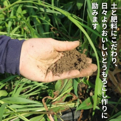 京都府久御山町 とうもろこし 5本 朝採り ゴールドラッシュ【配送不可地域：離島・北海道・沖縄県・東北】