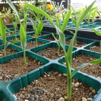 まるでフルーツ 村田農園のパールコーン 10本【大人気の白いとうもろこし(ホワイトコーン)】【配送不可地域：離島】