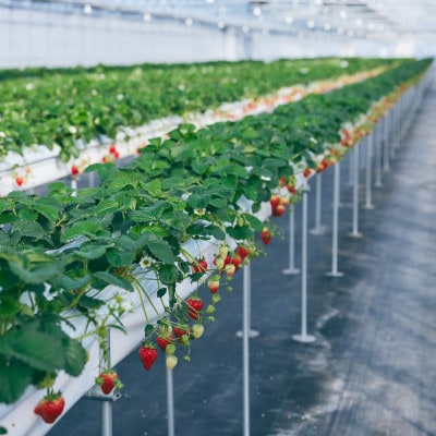 あざといちご　400g×1パック【配送不可地域：離島】