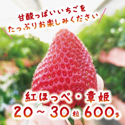 いちご 紅ほっぺ・章姫(2種合計 約500-600g) 1箱【配送不可地域：離島・北海道・沖縄県・東北】