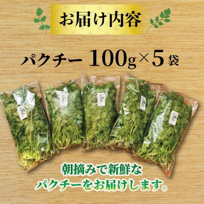 パクチー500g【配送不可地域：離島・北海道・沖縄県】