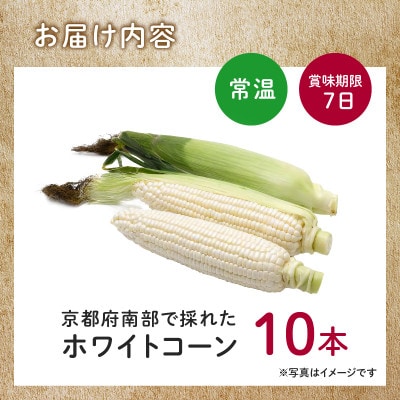 【訳あり】京都府産 白い とうもろこし　ホワイトコーン 10本 (個包装)