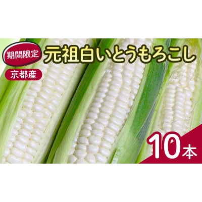先行予約 京都府 元祖 白い とうもろこし ホワイトコーン 10本【配送不可地域：離島】