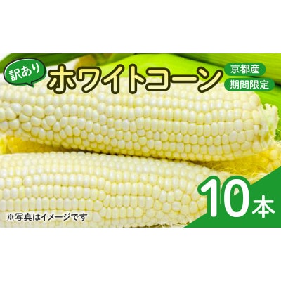 【訳あり】京都府産 白い とうもろこし　ホワイトコーン 10本 (個包装)