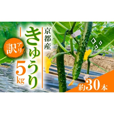 【訳アリ】 きゅうり5kg(約30本)