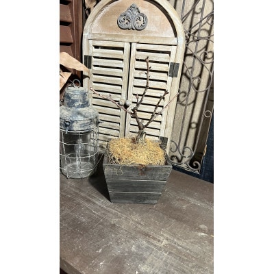 一才桜(一才桜4号鉢×1 バスケット×1 ココファイバー)【配送不可地域：離島・沖縄県】