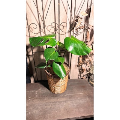 モンステラバスケット仕立て(モンステラ6号鉢×1 バスケット×1 ココファイバー)【配送不可地域：離島・北海道・沖縄県・東北】