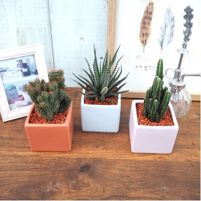 おすすめおまかせ サキュレンツ3個セット【配送不可地域：離島・沖縄県】