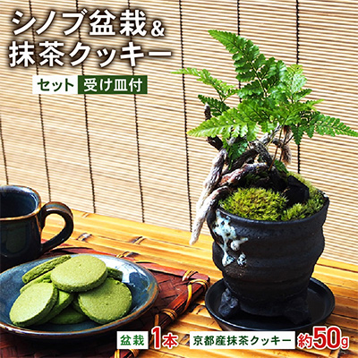 シノブ盆栽＆抹茶クッキーセット【配送不可地域：北海道・東北】