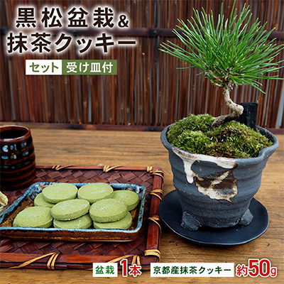 黒松盆栽＆抹茶クッキーセット