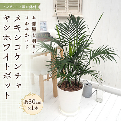 観葉植物 インテリア メキシコケンチャヤシ ホワイトポット 約80cm×1【配送不可地域：北海道・東北】