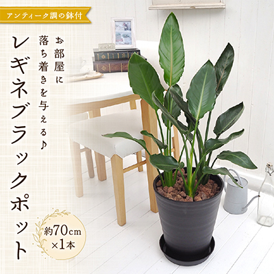 レギネブラックポット【配送不可地域：北海道・東北】