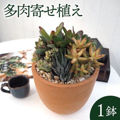多肉寄せ植えテラコッタ(受け皿付き)【配送不可地域：離島・沖縄県】