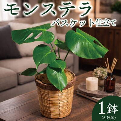 モンステラバスケット仕立て(モンステラ6号鉢×1 バスケット×1 ココファイバー)【配送不可地域：離島・北海道・沖縄県・東北】