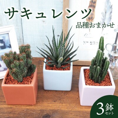 おすすめおまかせ サキュレンツ3個セット【配送不可地域：離島・沖縄県】