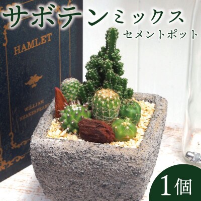 サボテンミックスセメントポット仕立て1個【配送不可地域：離島・沖縄県】