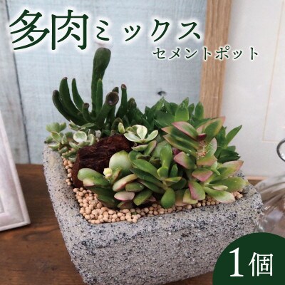 多肉植物ミックスセメントポット仕立て1個【配送不可地域：離島・沖縄県】