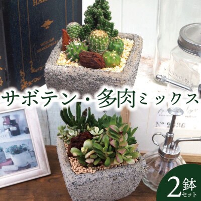 多肉植物ミックスセメントポット仕立て サボテンミックスセメントポット仕立て 2個セット(各1個ずつ)【配送不可地域：離島・沖縄県】