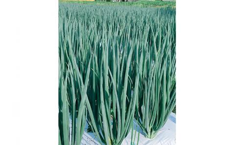 生産農家直送 京野菜・九条ねぎ1kg〈ねぎ ネギ 葱 九条ねぎ 京野菜 京都 新鮮 甘い 農家直送 野菜〉