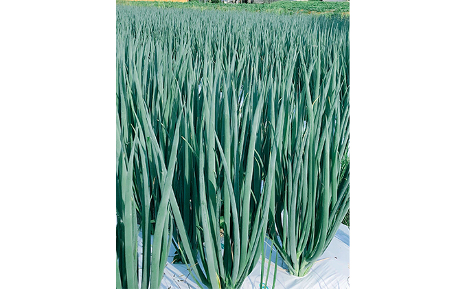 生産農家直送 京野菜・九条ねぎ3kg〈ねぎ ネギ 葱 九条ねぎ 京野菜 京都 新鮮 甘い 農家直送 野菜〉