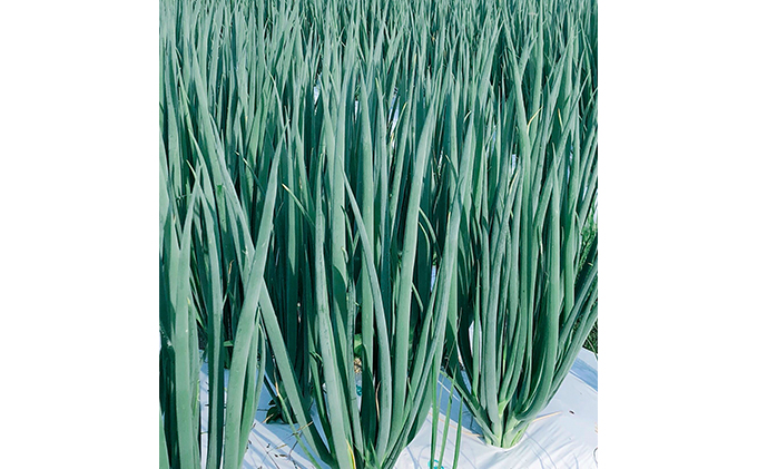 【6か月定期便】生産農家直送 京野菜・九条ねぎ1kg〈定期便 ねぎ ネギ 葱 九条ねぎ 京野菜 京都 新鮮 甘い 農家直送 野菜〉