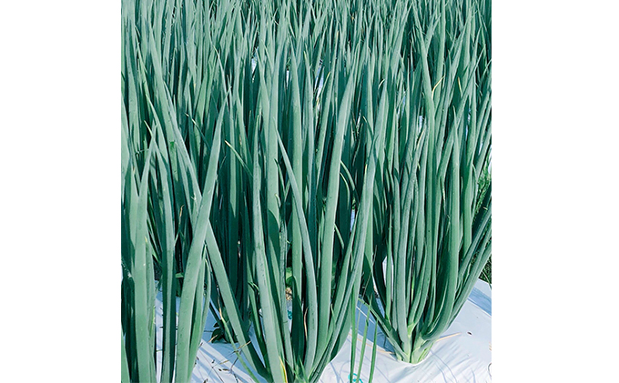 【4か月定期便】生産農家直送 京野菜・九条ねぎ1kg〈定期便 ねぎ ネギ 葱 九条ねぎ 京野菜 京都 新鮮 甘い 農家直送 野菜〉