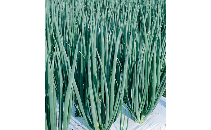 【6か月定期便】生産農家直送 京野菜・九条ねぎ2kg〈定期便 ねぎ ネギ 葱 九条ねぎ 京野菜 京都 新鮮 甘い 農家直送 野菜〉