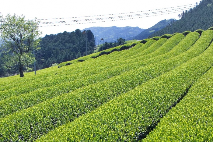 宇治ほうじ茶ティーバッグ 3ｇ×20個入×5袋　〈ほうじ茶 お