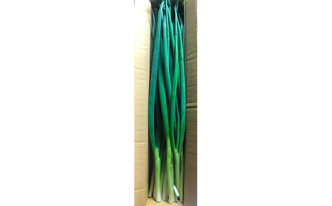【6か月定期便】生産農家直送 京野菜・九条ねぎ1kg〈定期便
