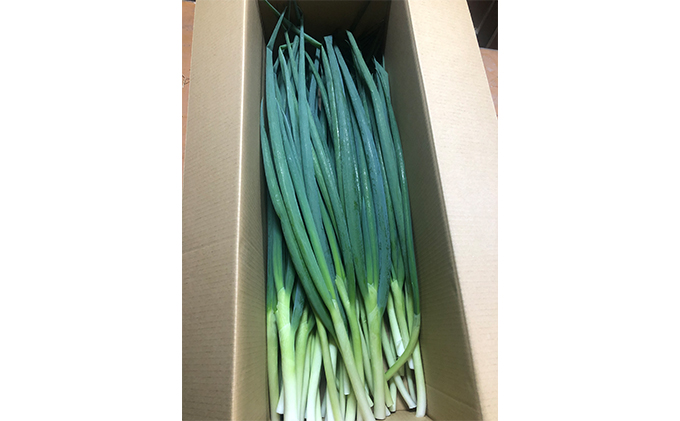 【4か月定期便】生産農家直送 京野菜・九条ねぎ2kg〈定期便