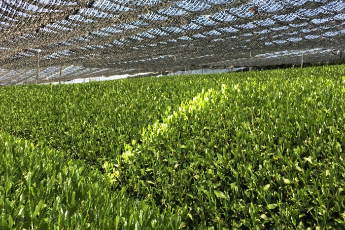 宇治・有機抹茶プレミアム 30g缶入×2缶〈 宇治抹茶 抹茶 有機 オーガニック無農薬 緑茶 お茶 飲料 宇治 石臼挽き 碾茶 加工食品 〉