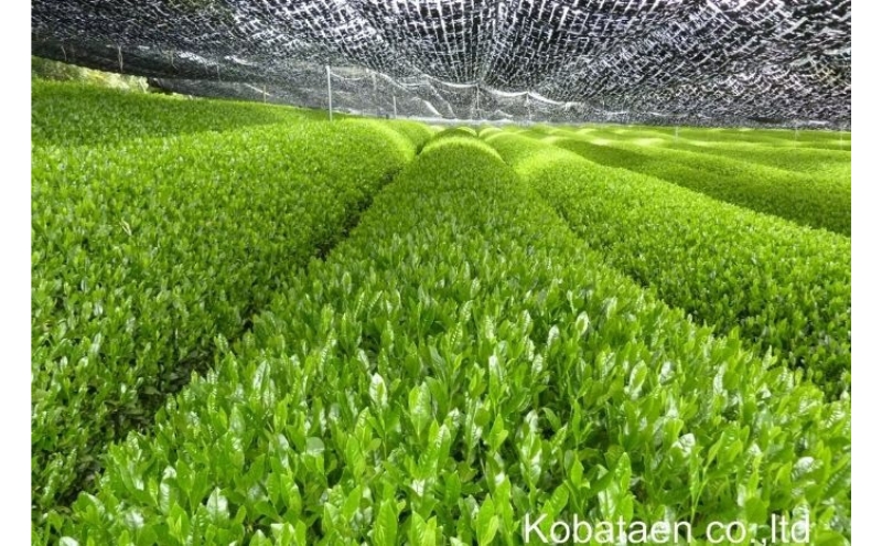 京の老舗　古畑園の高級宇治茶(玉露150g、深蒸し茶150g)〈宇治茶 お茶 煎茶 玉露 深むし 深蒸し茶 緑茶 茶葉 茶 高級 最高金賞 飲料 老舗 化粧箱〉 飲料類 最高金賞受賞