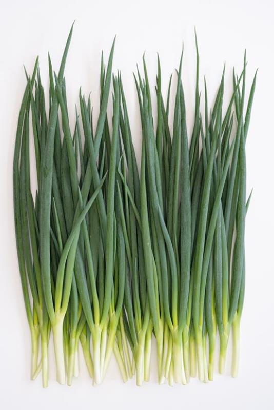 九条ねぎ農家が作ったねぎギョウザ（12個入×10袋） 〈 ぎょうざ 餃子 ギョーザ 九条ねぎ 京野菜 冷凍 冷凍餃子 惣菜 国産豚肉 おかず つまみ 夕飯 晩御飯 手軽 便利 〉