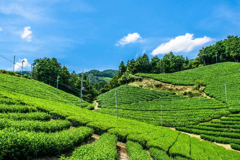 宇治・有機焙じ茶ティーバッグタイプ 3g×40個入×5缶〈有機 オーガニック 無農薬 お茶 ほうじ茶 焙じ茶 ティーバッグ ティーパック宇治 飲料 日本茶 加工食品 リラックス 茶缶〉