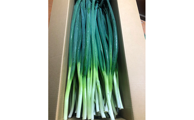 生産農家直送 京野菜・九条ねぎ4kg〈ねぎ ネギ 葱 九条ねぎ 京野菜 京都 新鮮 甘い 農家直送 野菜〉