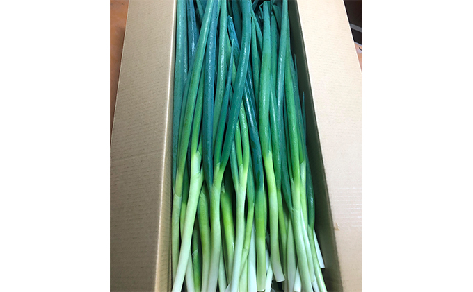 生産農家直送 京野菜・九条ねぎ5kg〈ねぎ ネギ 葱 九条ねぎ 京野菜 京都 新鮮 甘い 農家直送 野菜〉