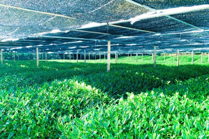 宇治・有機冠茶（かぶせちゃ） 100g×3本　〈有機 オーガニック 無農薬 お茶 茶 煎茶 緑茶 茶葉 かぶせ茶 宇治 飲料 日本茶 加工食品〉