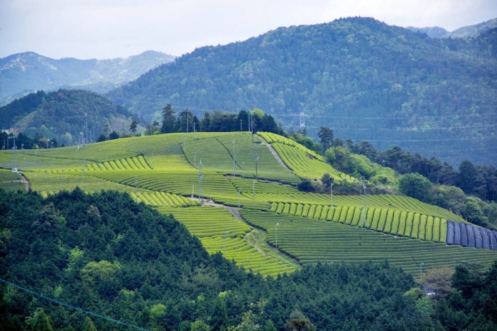 京都宇治健康茶「百薬の頂」 350g×3箱　〈お茶 茶 宇治茶 ブレンド 黒大豆 大麦 ハトムギ 米 とうもろこし ごぼう 小豆 杜仲茶 どくだみ 桑の葉 ウコン 健康茶 飲料 加工食品〉