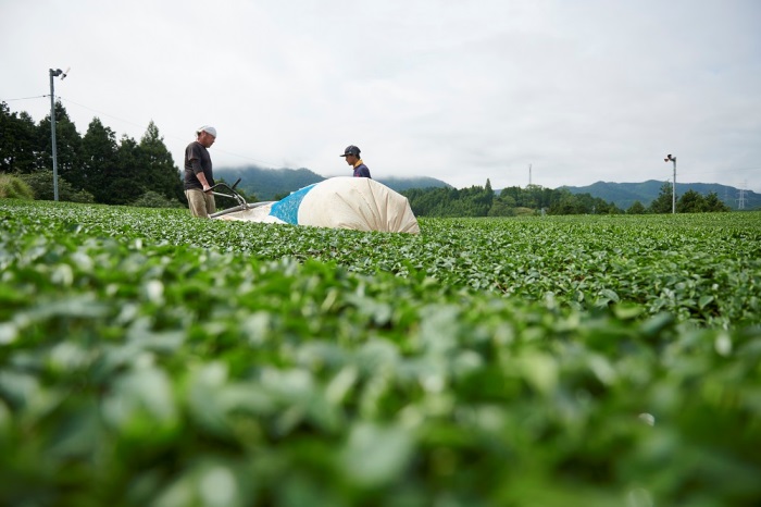 直茶発祥の地からお届け「宇治田原紅茶」50g×5袋〈お茶 茶 紅茶 茶葉 飲料 フルーティー 加工食品〉