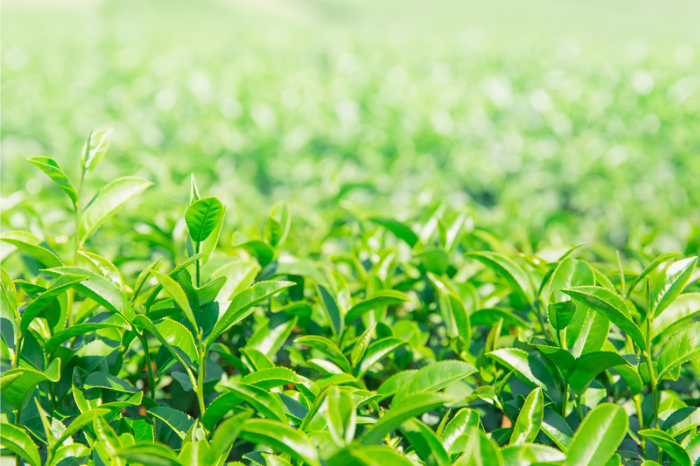 宇治深蒸し茶飲み比べセット 100g×4袋（2種×2袋）　〈宇治茶 お茶 茶 煎茶 緑茶 深蒸し茶 茶葉 飲み比べ 飲料 日本茶 旨味 新鮮 伝統 製法 まろやか〉