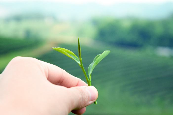 宇治茶　手摘み玉露飲み比べセット 50g×2袋　〈お茶 茶 玉露 緑茶 茶葉 手摘み 飲料 飲み比べ 日本茶 コク 旨味 新鮮 茶葉 伝統製法 まろやか 加工食品〉